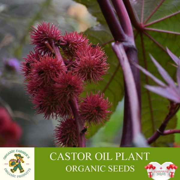 Castor Oil Plant Organic Seeds, 5 Count Castor Oil Plant Seed, Tickle Flower Plant for Garden and Pot, Non-GMO - Heirloom, Open Pollination