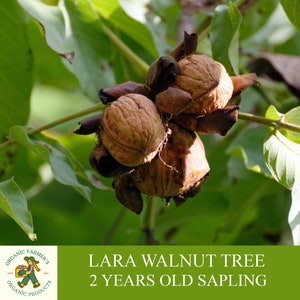 Árbol joven de nogal Lara, injertado, listo para plantar, con suelo tuberoso, 2 años de edad, fruto abundante, árbol de nogal Lara para maceta y jardín - Heirloom