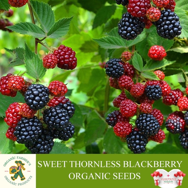 Dornlose Brombeere Bio-Samen, 10 + Count Sweet Brombeersamen, Dornlose Brombeere Pflanzensamen für Topf und Garten, Non-GMO - Erbstück