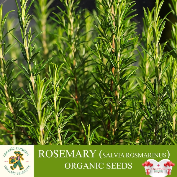 Rosemary Organic Seeds, 20+ Count Salvia Rosmarinus Seed, Rosemary Plant Seeds for Garden and Pot, Non-GMO - Heirloom, Open Pollination