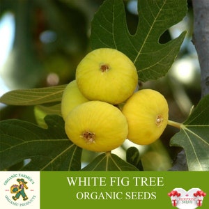 Graines de figuier blanc bio, plus de 20 graines de figuier blanc, graines de figuier pour le jardin et le pot, sans OGM - Héritage, pollinisation libre