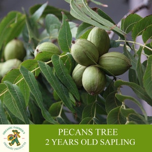 Pecannootboompje, geënt, klaar om te planten, met potgrond, 2 jaar oude pecannoot met overvloedig fruit, voor pot en tuin - open bestuiving