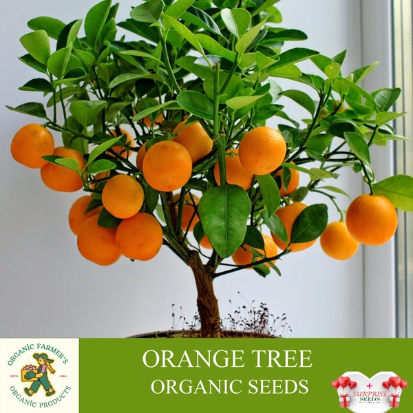 Orange Tree Organic Seeds, 5+ Count Orange Tree Seed, Orange Plant Seeds for Garden and Pot, Non-GMO - Heirloom, Open Pollination