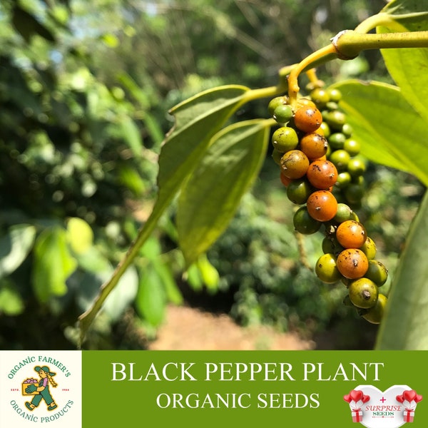 Black Pepper Plant Organic Seeds, 25+ Count Black Pepper Plant Seed, Black Pepper Plant for Pot and Garden, Non-GMO - Heirloom