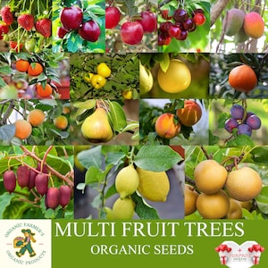 Arbres fruitiers, graines biologiques, centaines de graines de fruits biologiques, plantes rares biologiques pour pots et jardins, sans OGM - Héritage - Multi fruit Tree