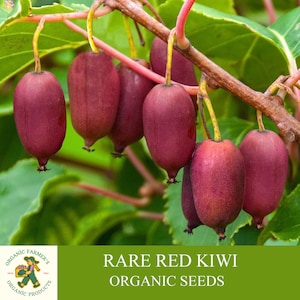 Rare Red Kiwi Tree Organic Seeds, 20+ Count Kiwifruit Seed, Red Kiwi Plant for Pot and Garden, Non-GMO - Heirloom