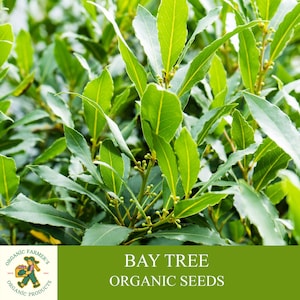 Bay Tree Organic Seeds, 10+ Count Bay Tree Seeds, Home Gardening, High Germination, Easy to Grow, Non-GMO Heirloom