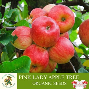 Biologische Pink Lady-appelboomzaden, appelboomzaad 5+ count, Red Apple Tree Plant Seeds voor tuin en pot, GGO-vrij - erfstuk