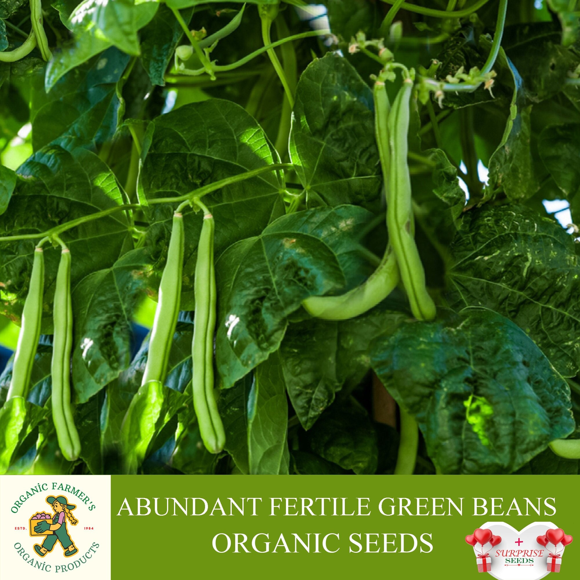 Bean,PROVIDER Cespuglio,Heirloom,ORGANICI 500+ SEMI,NON OGM,fagiolini - Foto 13