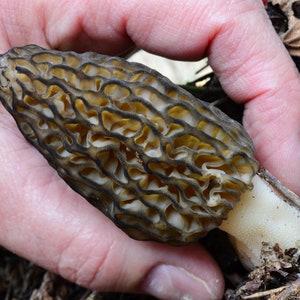 Graines de morilles biologiques, plus de 50 graines de morilles blanches, jardinage domestique, taux de germination élevé, facile à cultiver, héritage sans OGM image 4