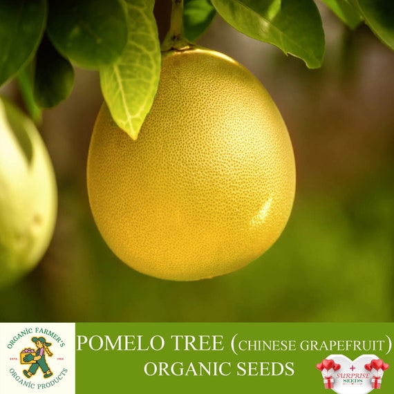 Semillas orgánicas de árbol de pomelo semilla de pomelo chino Etsy México
