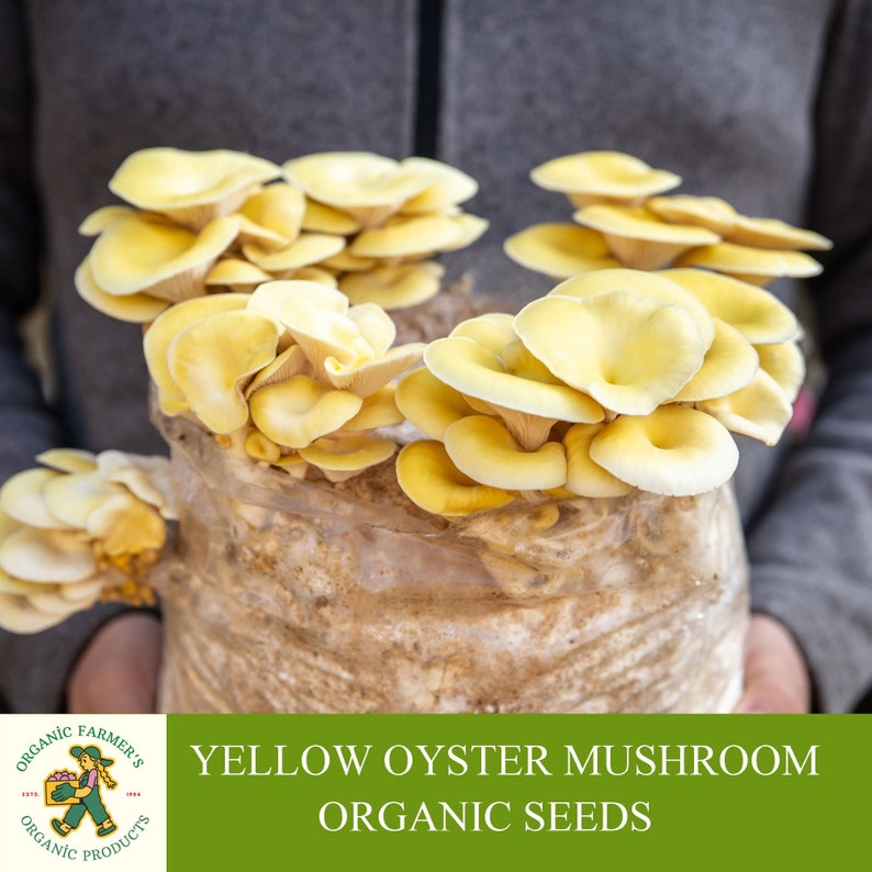 Yellow Oyster Mushroom Organic Seeds, 50+ Count Oyster Mushroom Seeds, Home Gardening, High Germination, Easy to Grow, Non-GMO Heirloom