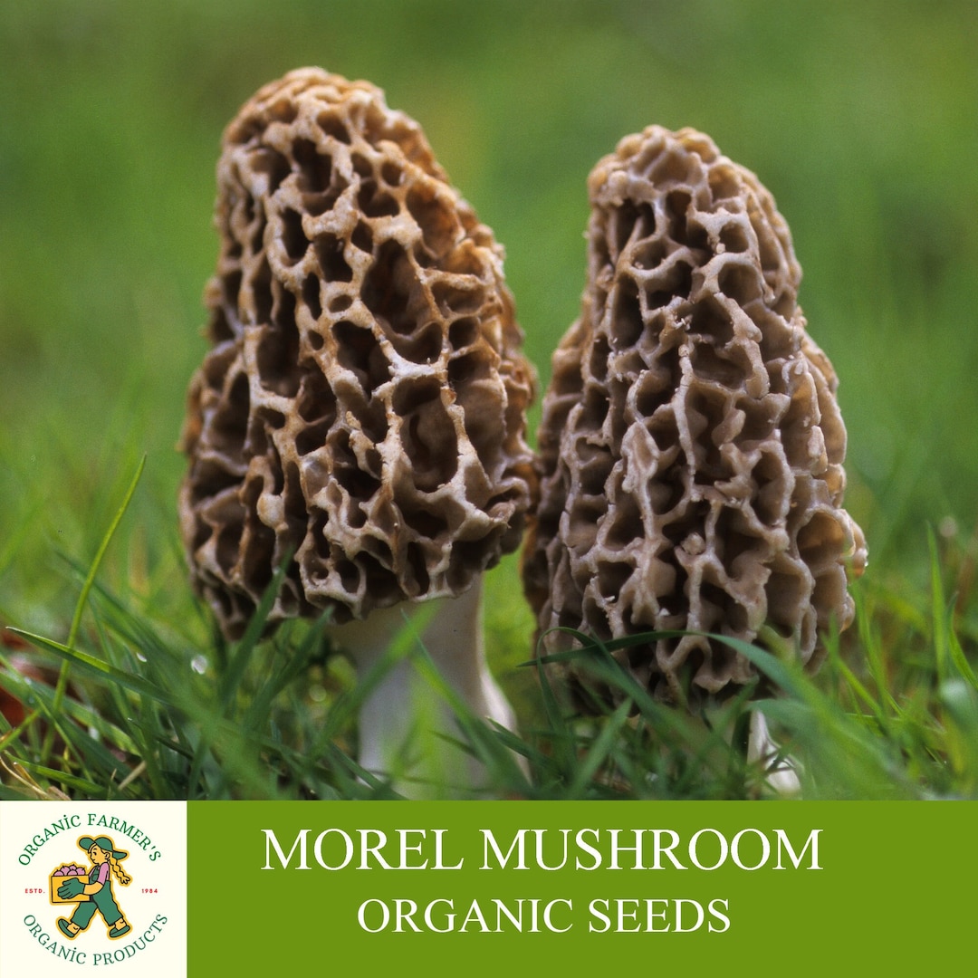 Morel Mushroom Organic Seeds, 50+ Count White Morel Mushroom Seeds