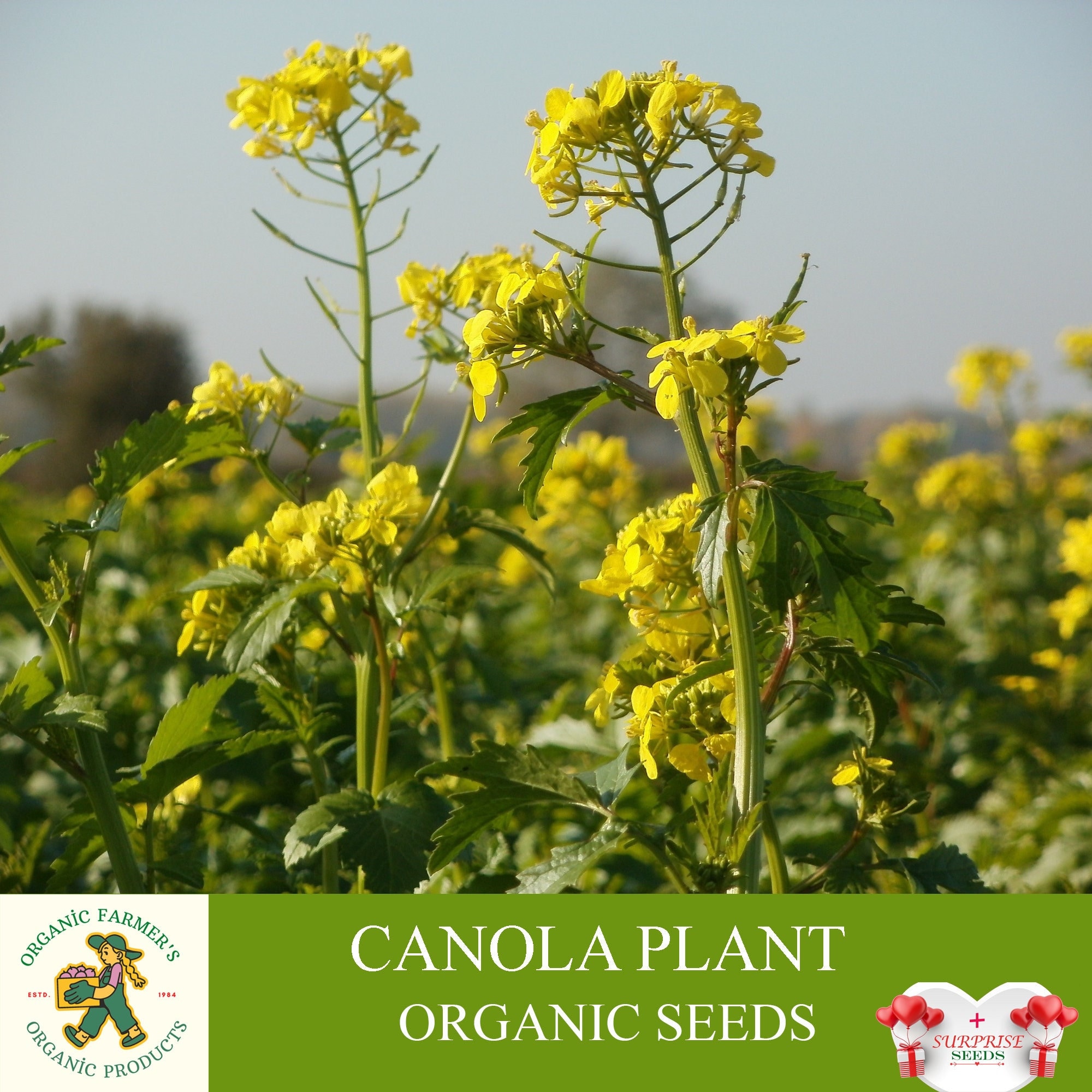 キャノーラ植物の有機種子、200 個以上のキャノーラ種子、庭と鉢植えのキャノーラ植物、非遺伝子組み換え - 伝統品種、開放受粉 - Etsy 日本
