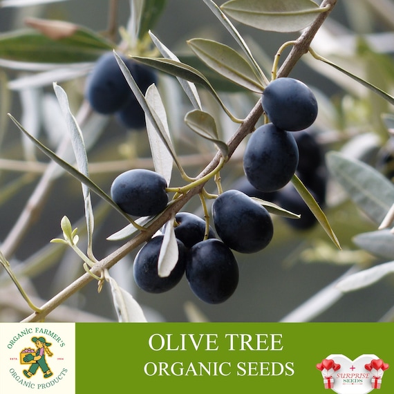 How to Grow an Olive Tree - Grow Organic