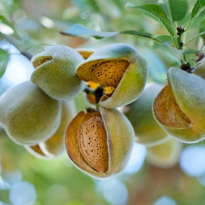 Semillas orgánicas de almendro amargo, más de 5 unidades de semillas de almendro amargo natural, para aceite y comestibles, sin OGM reliquia, polinización abierta imagen 10