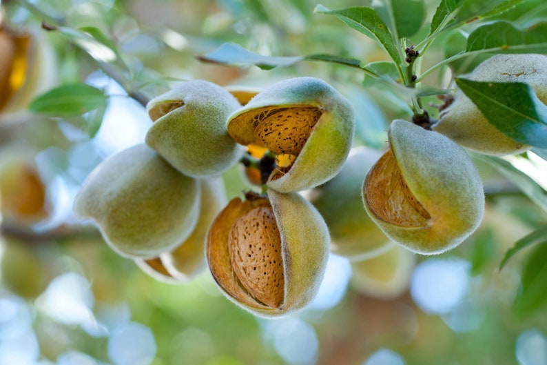 Semillas orgánicas de almendro amargo, más de 5 unidades de semillas de almendro amargo natural, para aceite y comestibles, sin OGM reliquia, polinización abierta imagen 10