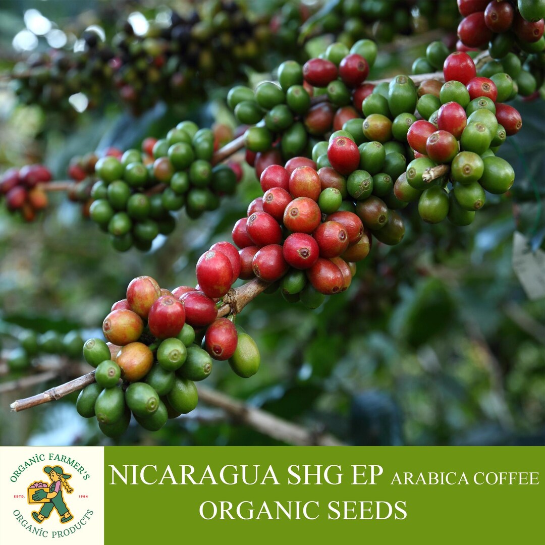 Nicaragua High Grown 100% Arabica
