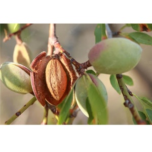 Semillas orgánicas de almendro amargo, más de 5 unidades de semillas de almendro amargo natural, para aceite y comestibles, sin OGM reliquia, polinización abierta imagen 4
