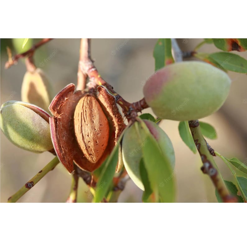 Semillas orgánicas de almendro amargo, más de 5 unidades de semillas de almendro amargo natural, para aceite y comestibles, sin OGM reliquia, polinización abierta imagen 4