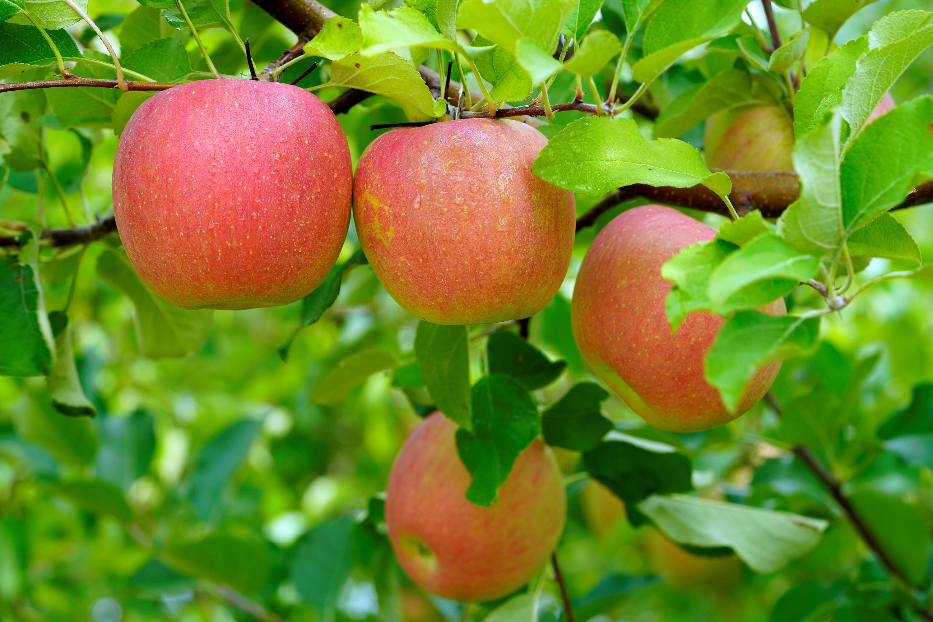 Календарь яблоня. Обои на рабочий стол яблоки. Apple-Trees-loaded-with-Apples-Orchard-Summer.