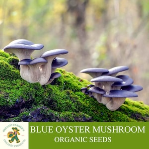 Blue Oyster Mushroom Organic Seeds | 50+ Pleurotus ostreatus var. columbinus Spores | Grow Fresh, Gourmet Mushrooms at Home|Easy &High Yield