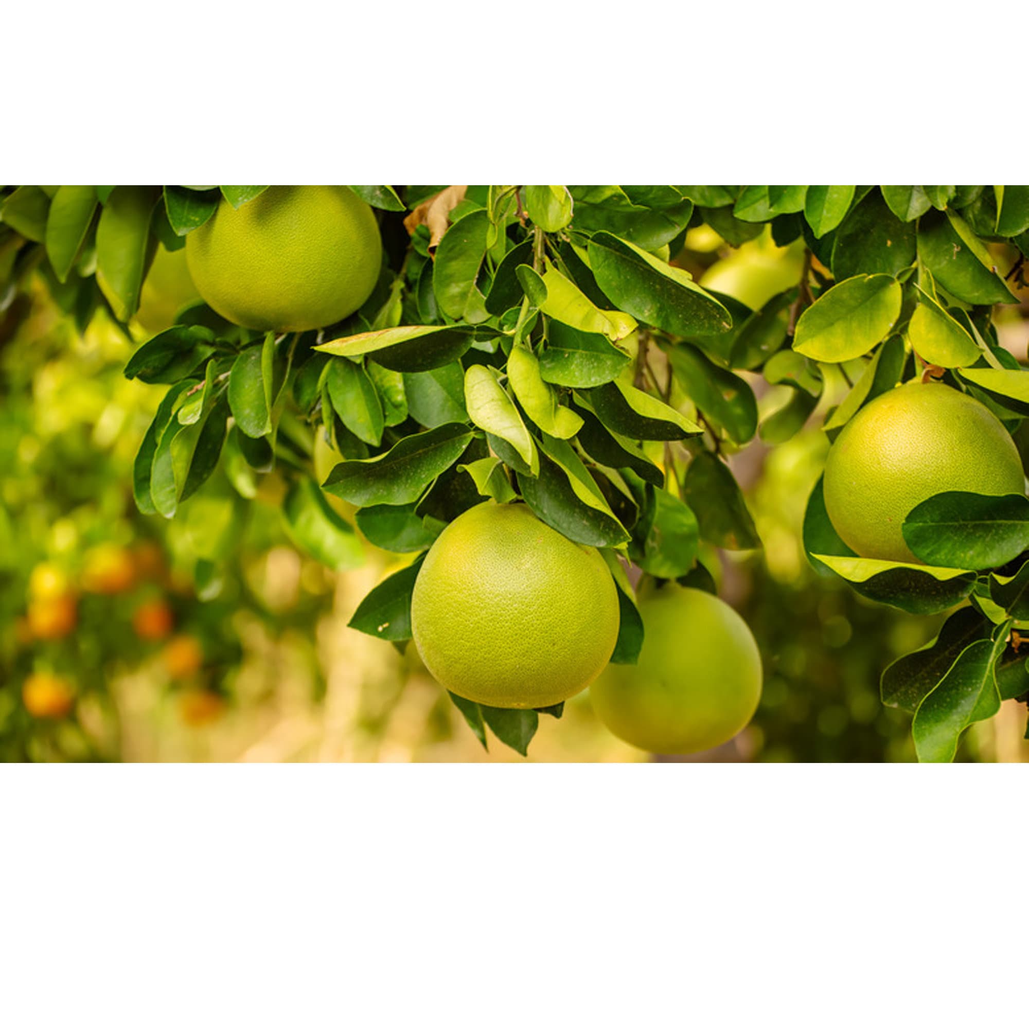 Semillas orgánicas de árbol de pomelo semilla de pomelo chino Etsy México