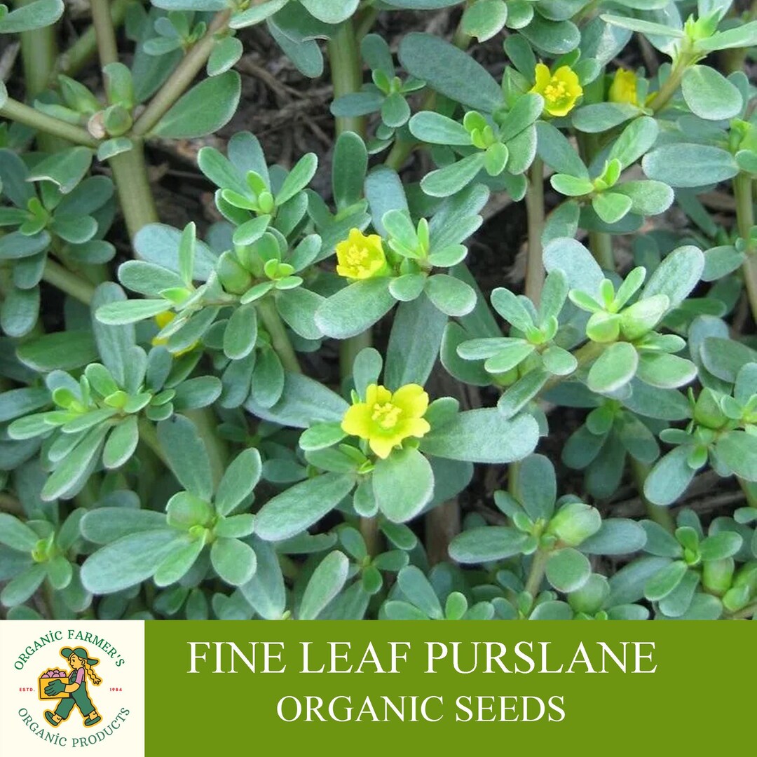 Fine Leaf Purslane Organic Seeds, 500 Count Purslane Seeds, Purslane