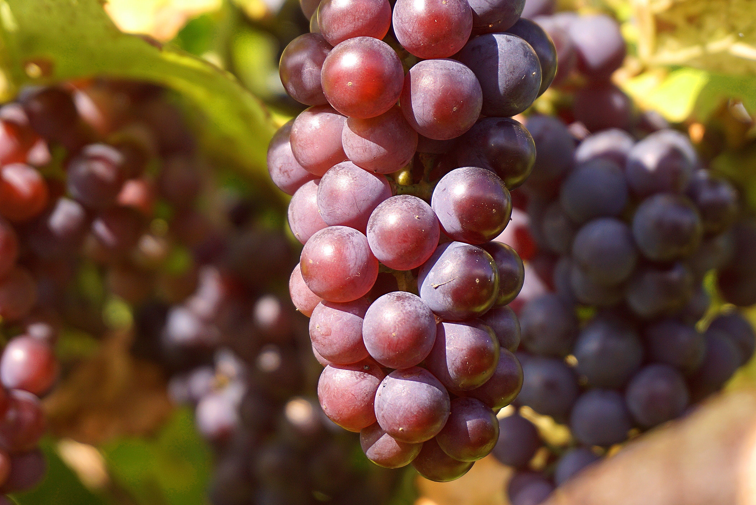 Pink Grape Organic Seeds, 10+ Count Pink Grape Seed, Pink