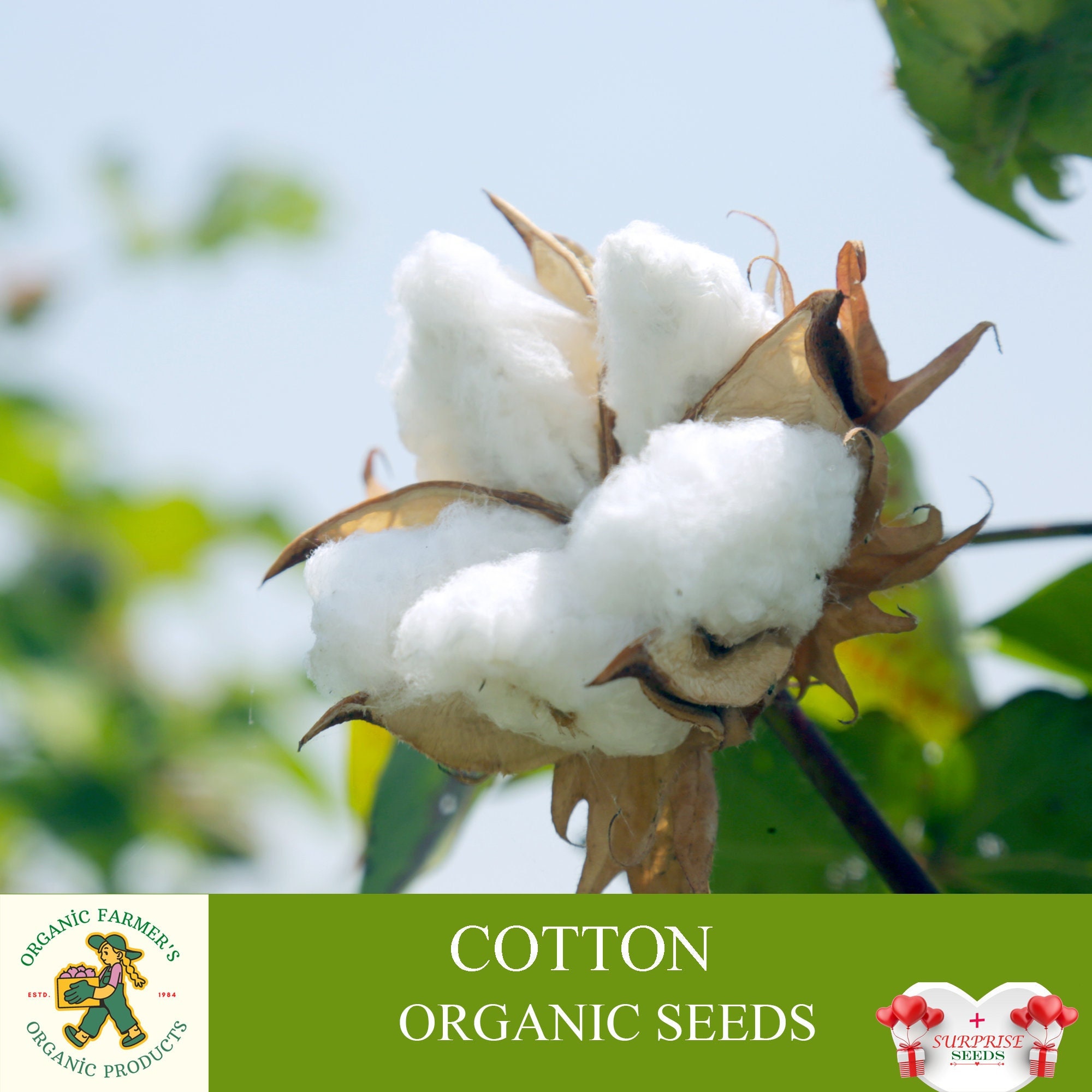 Cotton Plant Seeds