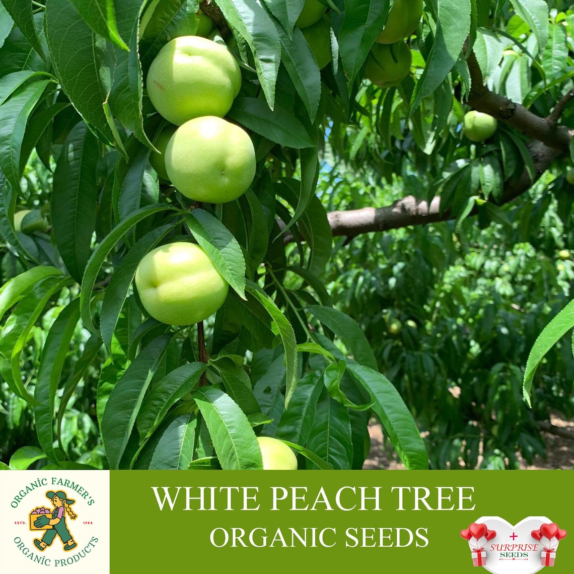 White Nectarine Tree Organic Seeds 5 Count White Peach Tree Etsy