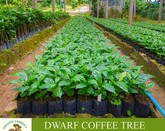 Dwarf Coffee Tree Organic Seeds, 10+ Count Dwarf Coffee Tree Seed, Dwarf Coffee Tree Plant for Pot and Garden, Non-GMO - Heirloom