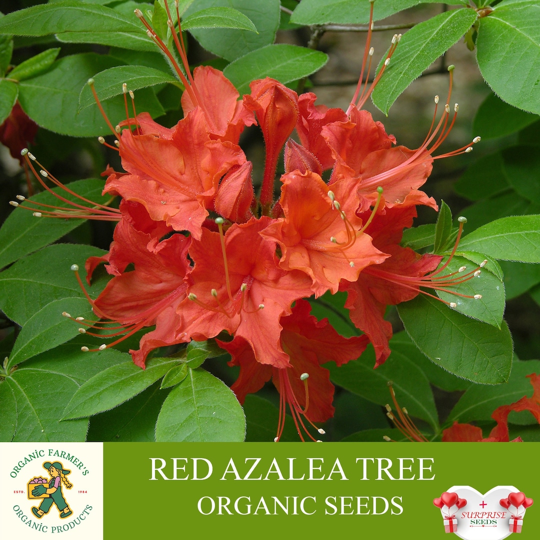 Buy Red Azalea Tree Organic Seeds, 5+ Count Azalea Tree Seed, Azalea Flower  Plant Seeds for Garden and Pot, Non-gmo Heirloom, Open Pollination