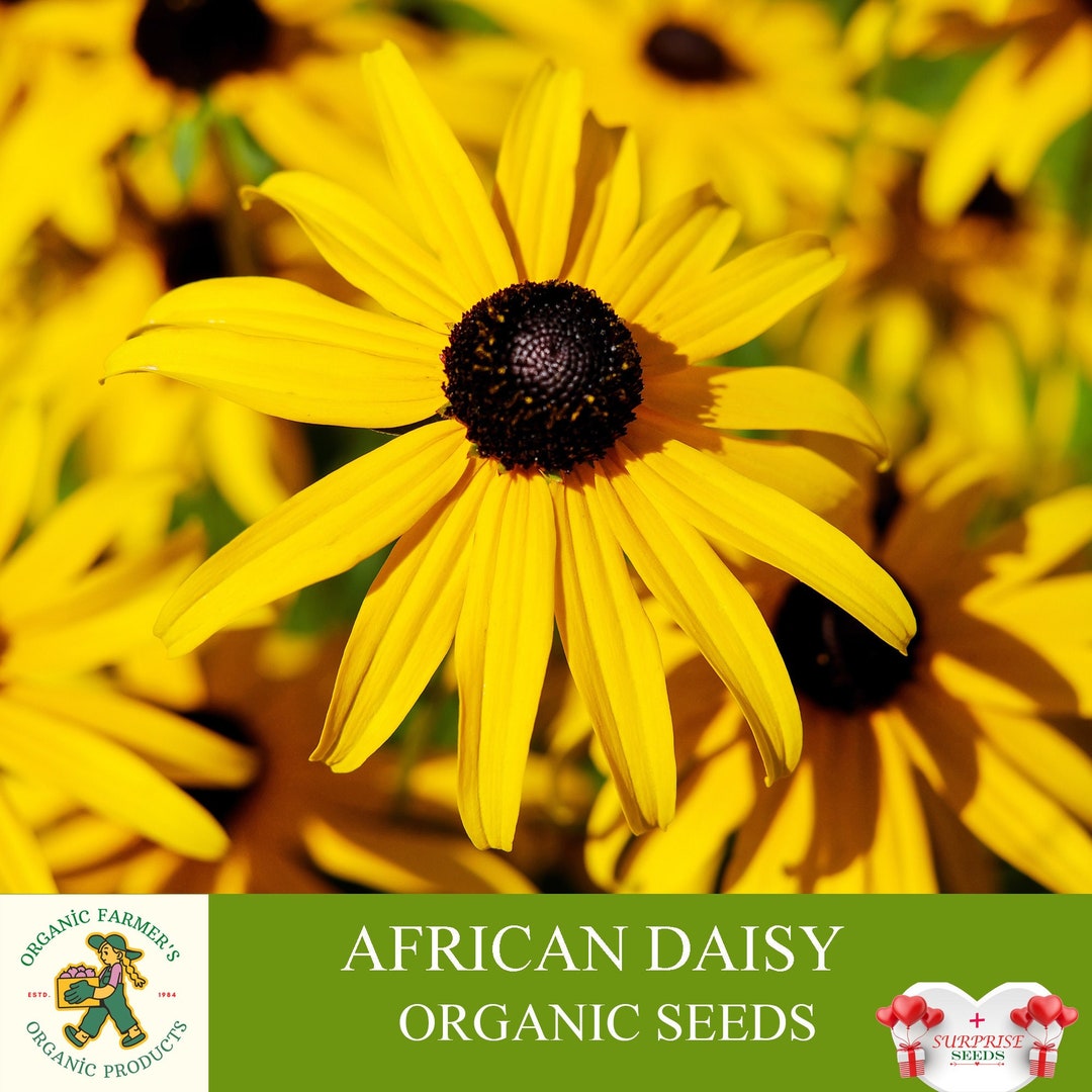 African Daisy Organic Seeds, 20+ Count African Daisy Seed, Chamomile ...