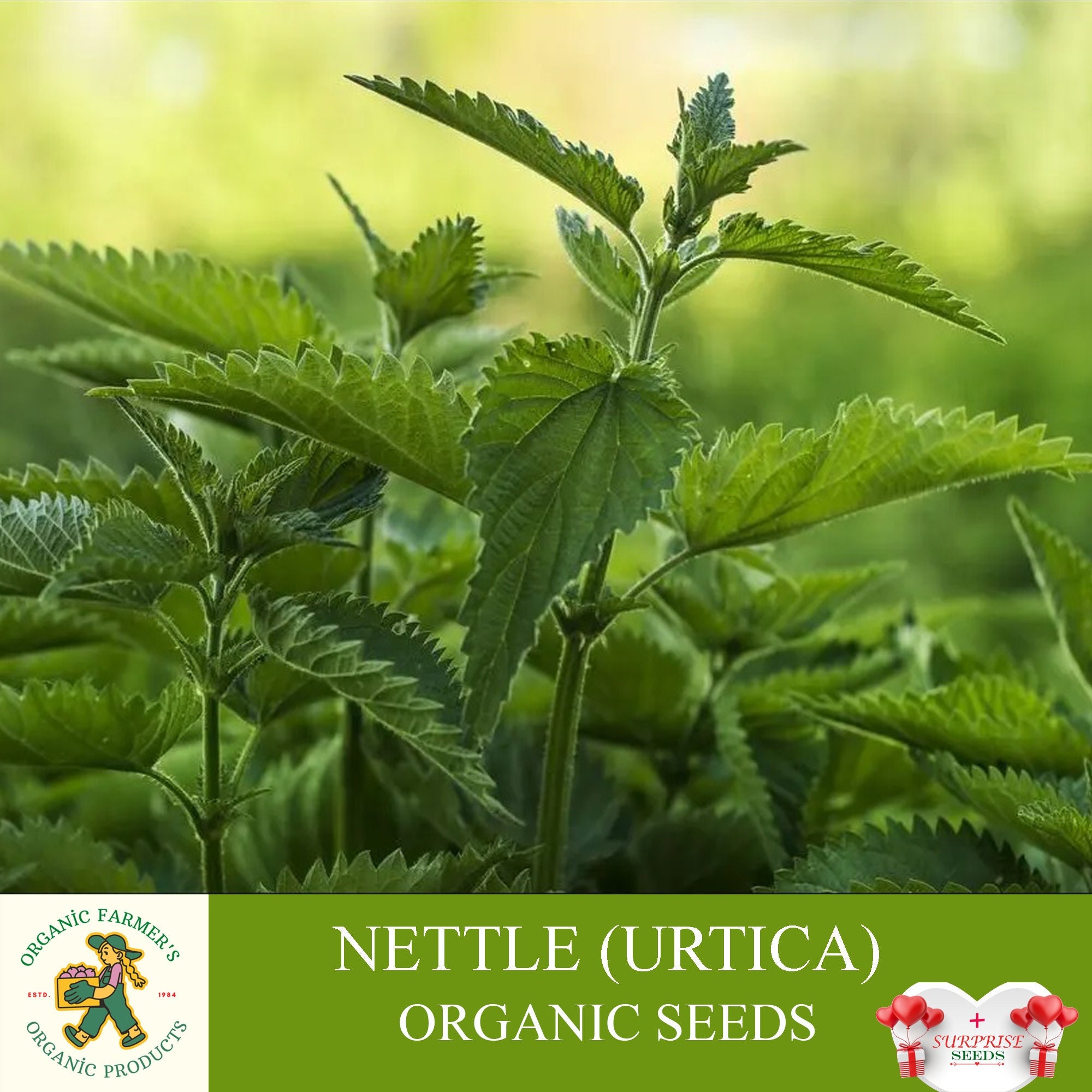 Organic Stinging Nettle Seeds (Urtica dioica)