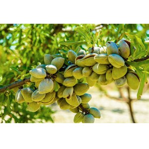 Semillas orgánicas de almendro amargo, más de 5 unidades de semillas de almendro amargo natural, para aceite y comestibles, sin OGM reliquia, polinización abierta imagen 2