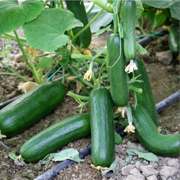 Cucumber Organic Seeds, 30+ Count Çengelköy Cucumber Seeds, Cucumber Seed for Garden and Pot, Non-GMO - Heirloom, Open Pollinated