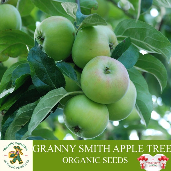 25 Granny Smith Apple Seeds , , New Organic, Usa Seller 