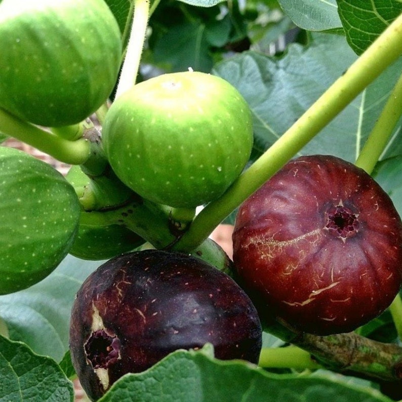 Black Fig Tree Organic Seeds, 20 Count Black Fig Tree Seed, Fig Plant