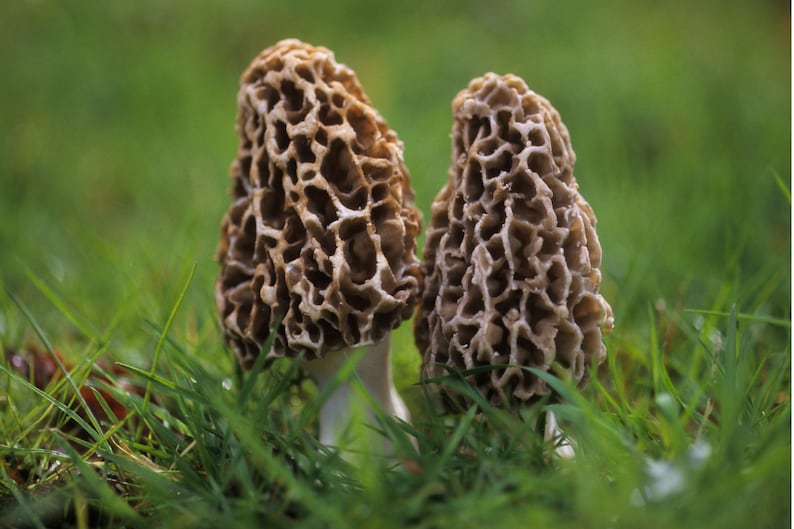 Graines de morilles biologiques, plus de 50 graines de morilles blanches, jardinage domestique, taux de germination élevé, facile à cultiver, héritage sans OGM image 3