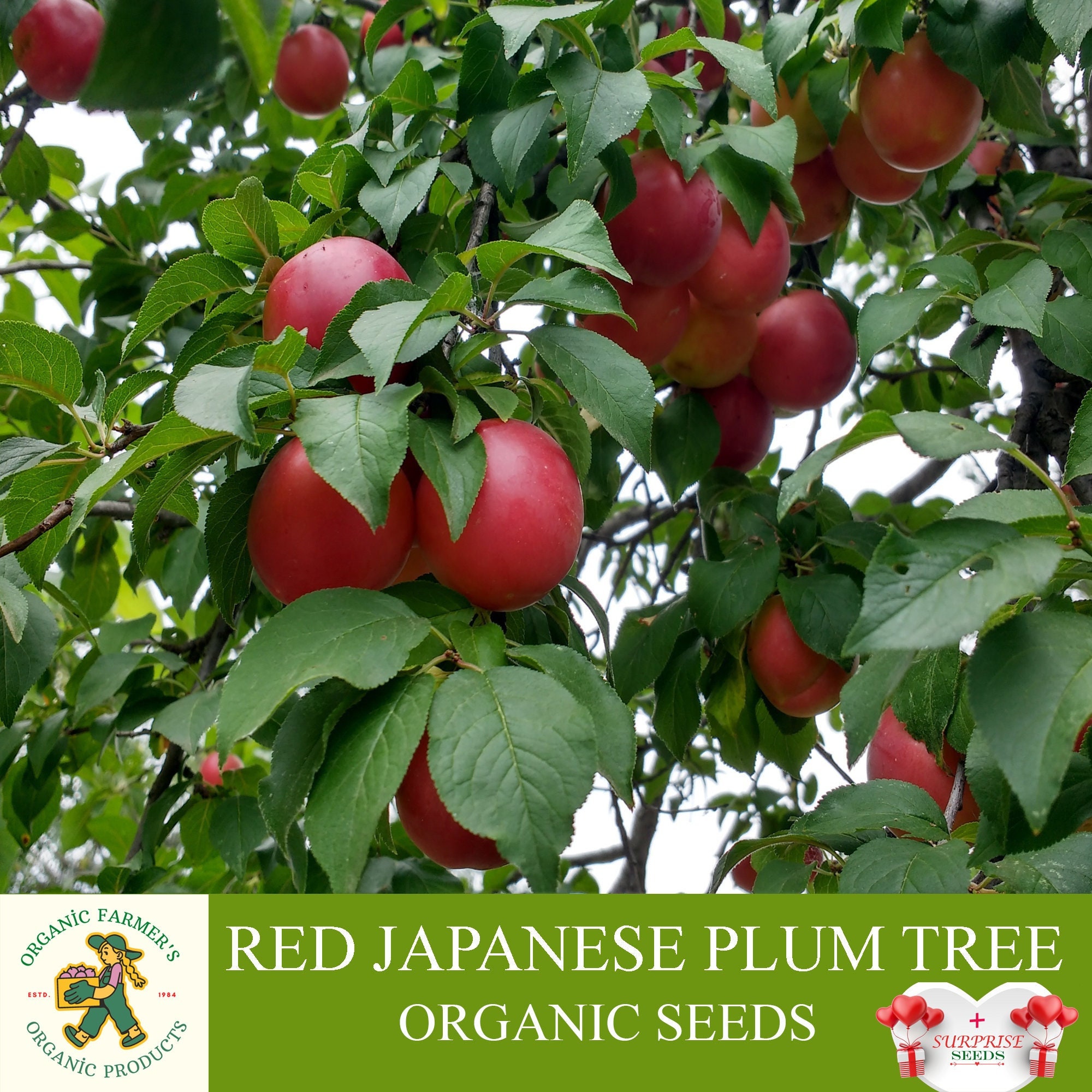 Red Japanese Plum Tree Seeds - 15 Count Organic Heirloom Non-GMO For Home Gardening