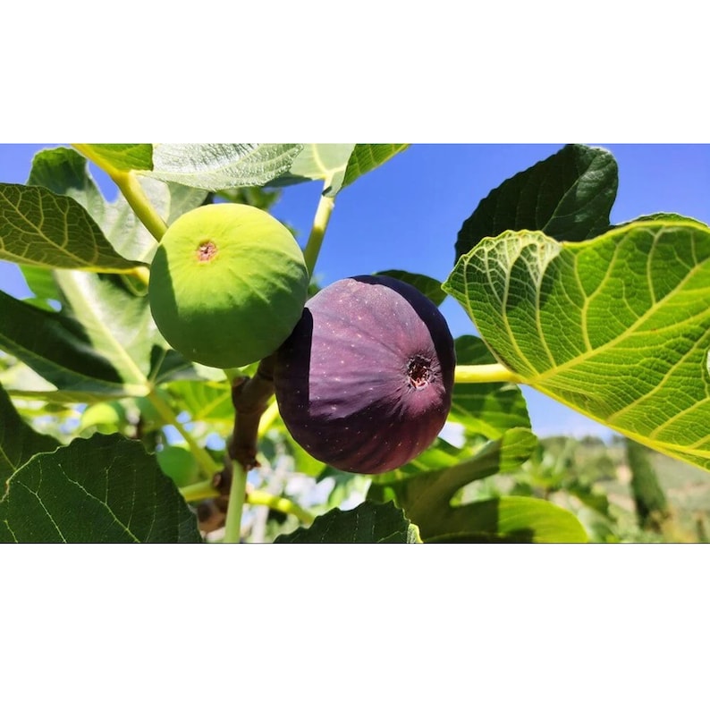Black Fig Tree Organic Seeds, 20 Count Black Fig Tree Seed, Fig Plant