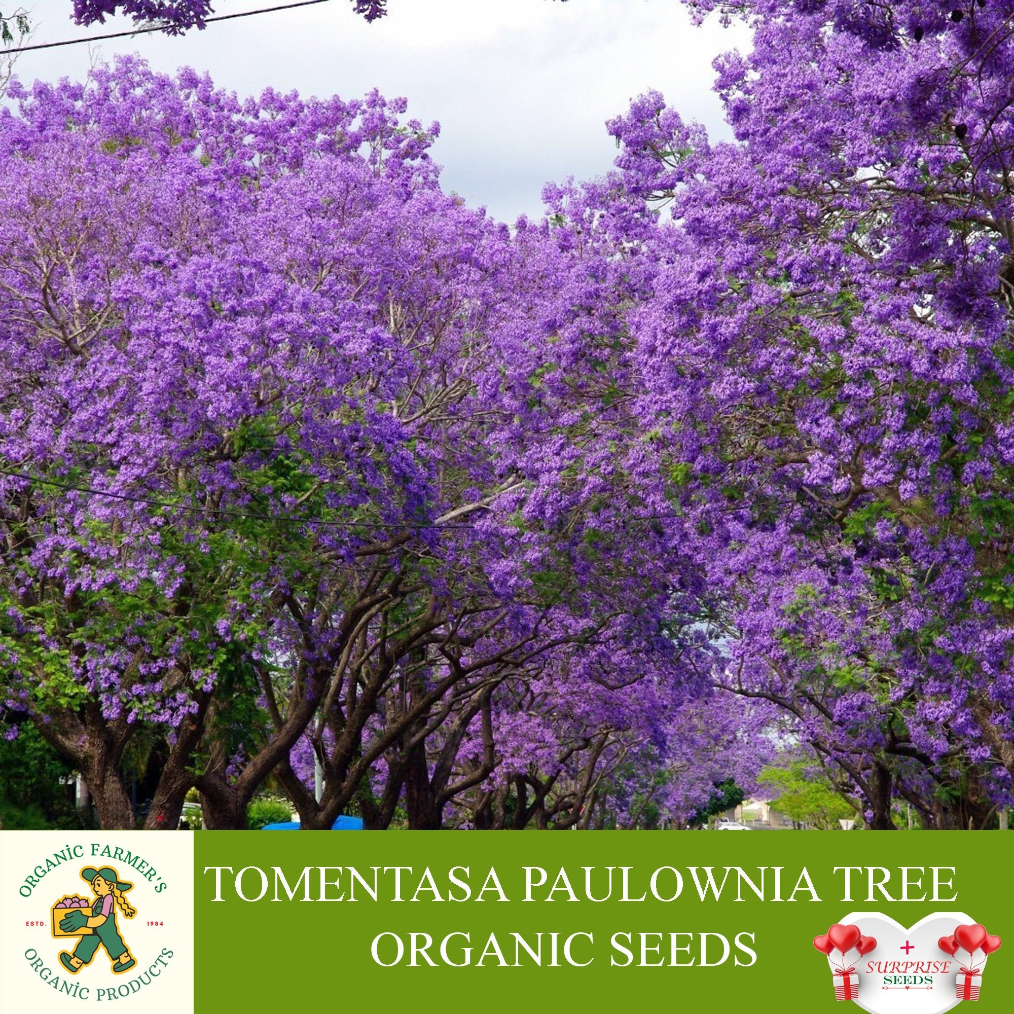 Tomentasa Paulownia Tree Organic Seeds, 10+ Count Tomentasa Paulownia Tree Seed, Tree Plant for Pot and Garden, Non-GMO - Heirloom