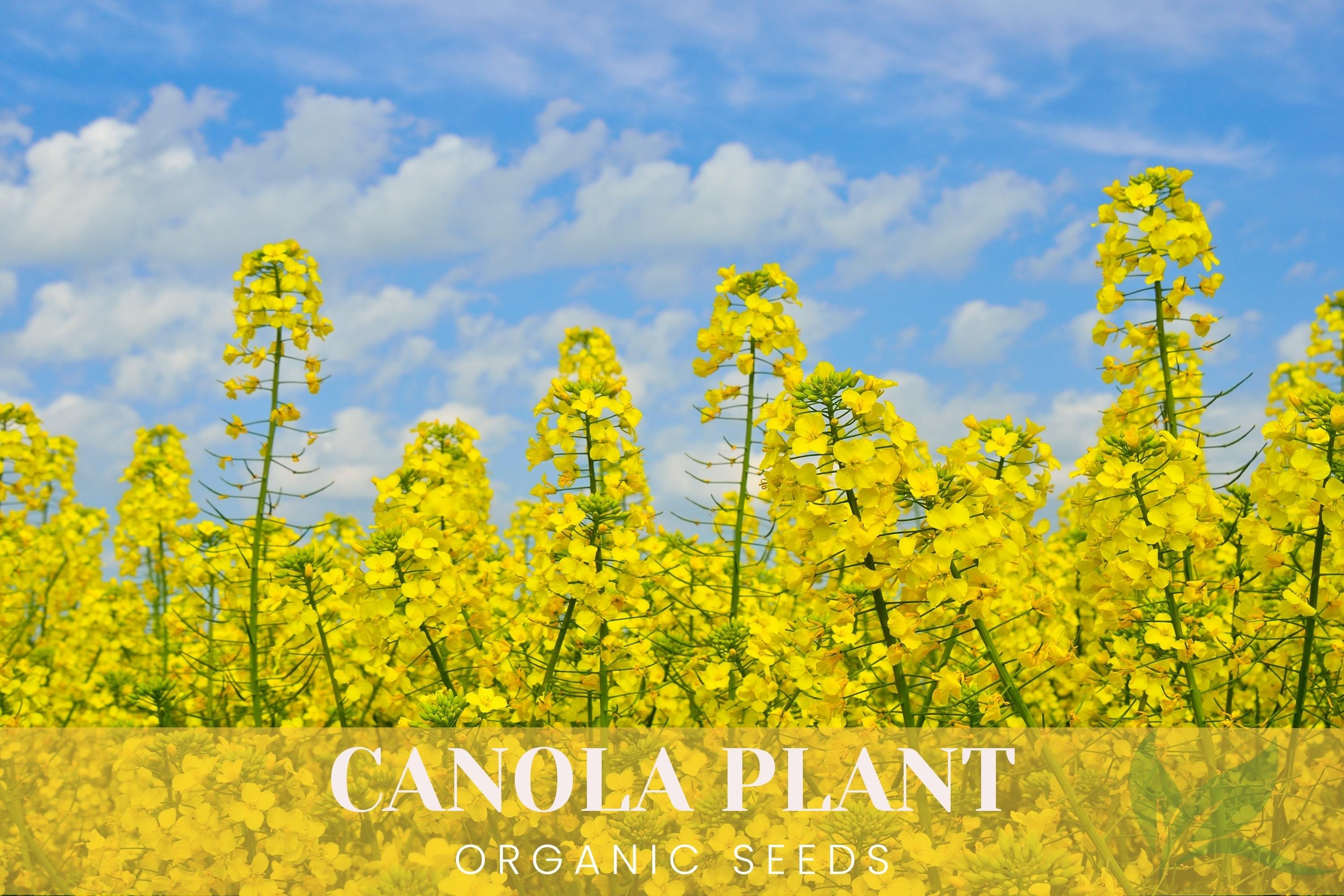 Canola Plant Organic Seeds, 200+ Count Canola Seed, Garden and
