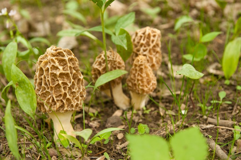 Graines de morilles biologiques, plus de 50 graines de morilles blanches, jardinage domestique, taux de germination élevé, facile à cultiver, héritage sans OGM image 9