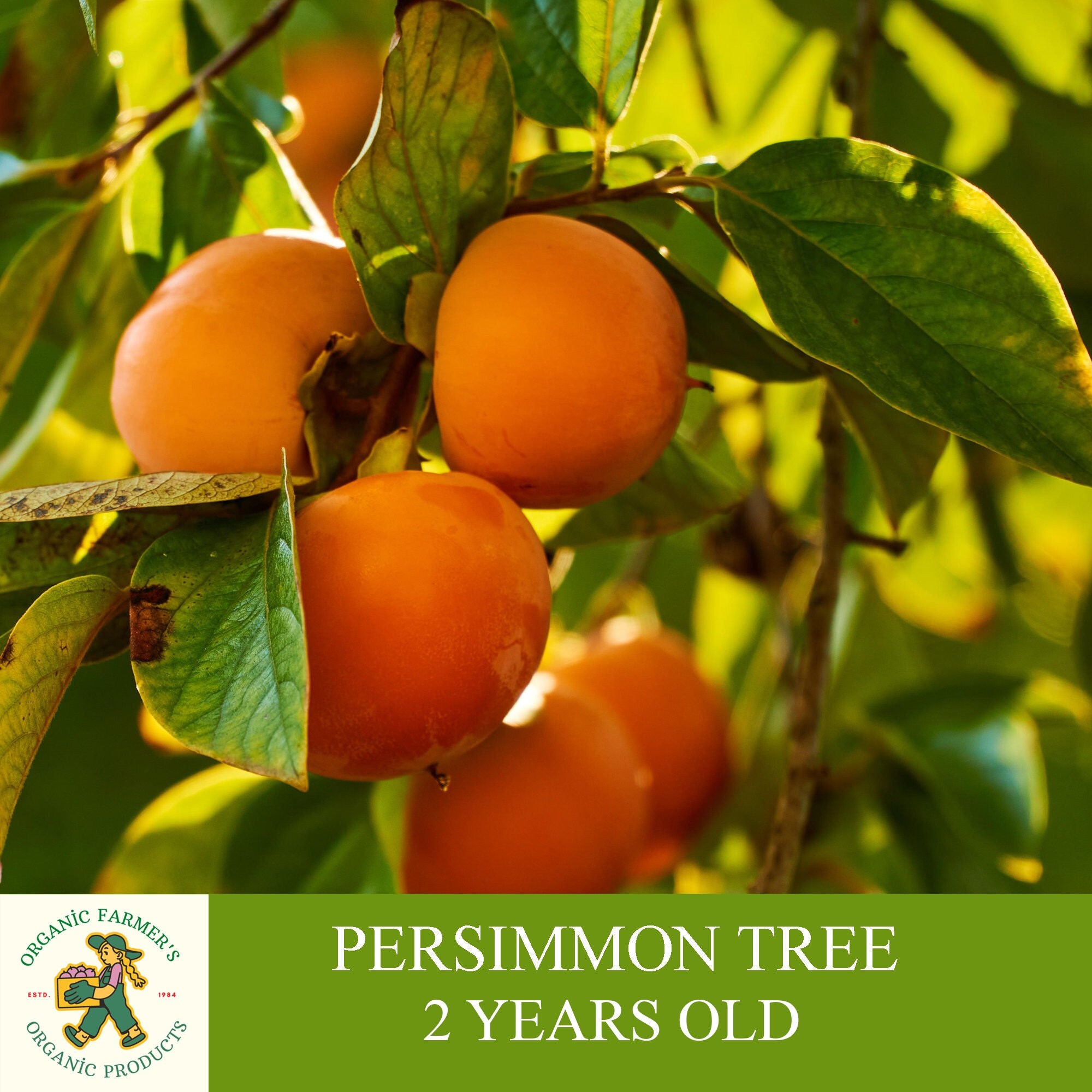 Persimmon Tree, Grafted Ready to Plant, Tuberous Soil, 2 Year Old Persimmon Tree with Cluster Fruit, for Pot and Garden - Heirloom