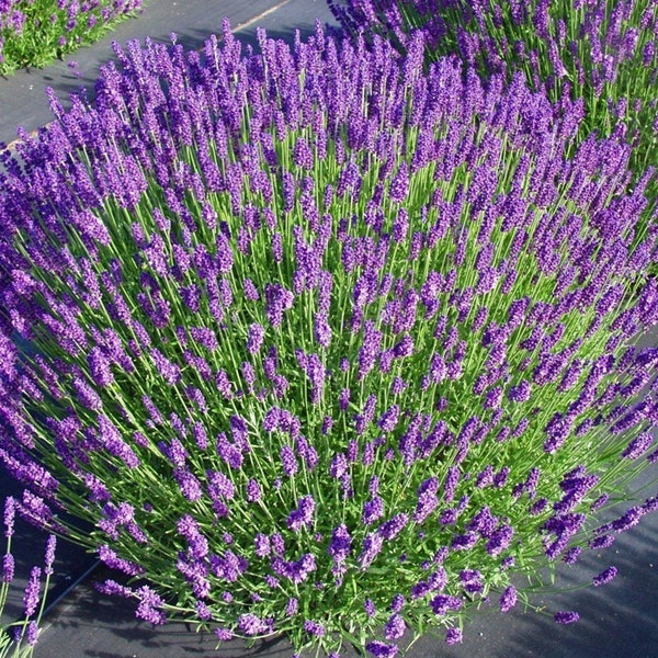 Lavendel Bio-Samen, 50+ Lila Blumen Lavendelsamen, Lavendelblumensamen für Garten und Topf, Non-GMO -Erbstück, offen bestäubt