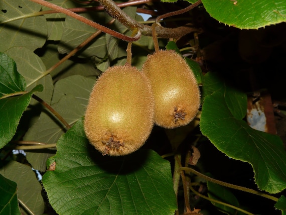 Female Kiwi Sapling, Grafted Ready to Plant, Tubed Soil, 2 Years