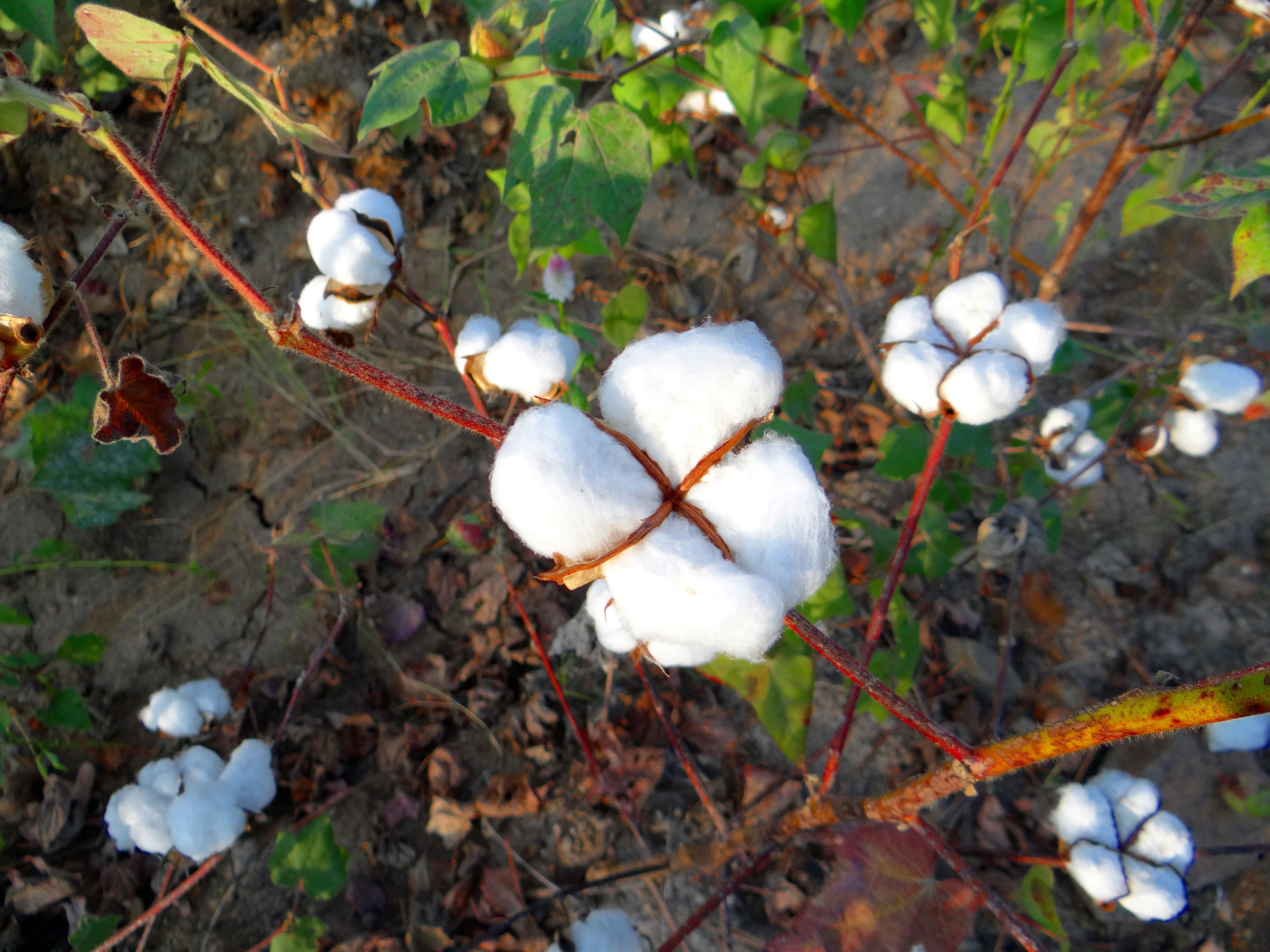 BEST QUALITY COTTON SEEDS AND PEST IN COTTON – www.