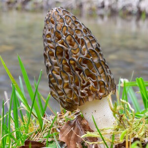 Graines de morilles biologiques, plus de 50 graines de morilles blanches, jardinage domestique, taux de germination élevé, facile à cultiver, héritage sans OGM image 2